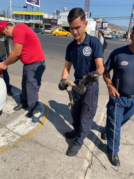 Bomberos estatales capturan serpiente hallada dentro de un automóvil en Tepic Bomberos estatales capturan serpiente hallada dentro de un automóvil en Tepic