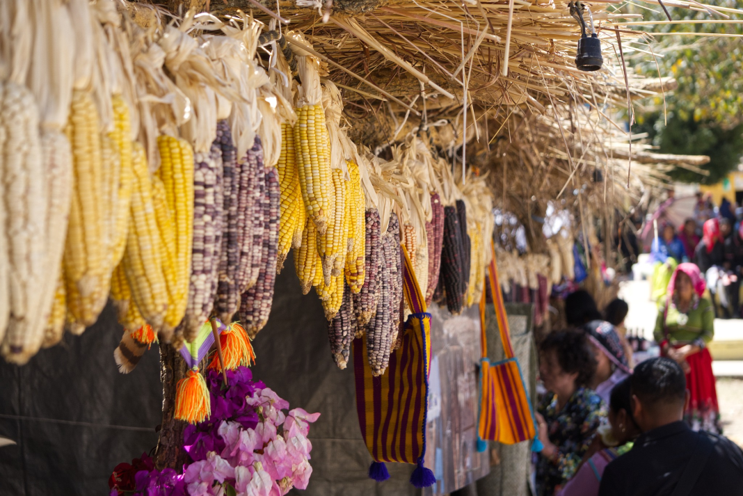 Feria del Maíz Niwetsika reúne cultura y tradición en comunidad wixárika