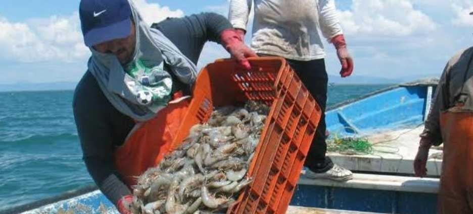 Reanudan pesca de camarón en sistemas lagunarios y bahías de Nayarit Reanudan pesca de camarón en sistemas lagunarios y bahías de Nayarit